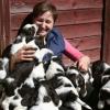Первенство 2014 по охоте с подружейной собакой - последнее сообщение от Natalia.ru